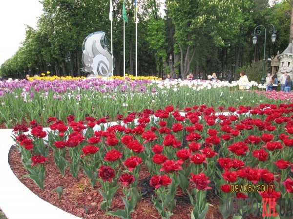 На клумбах парка им. Горького зацвели тюльпаны