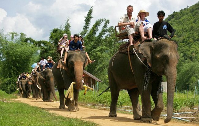В Таиланде слон затоптал немецкого туриста