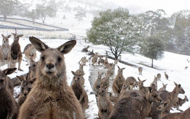 Метаморфозы погоды: в Австралии летом выпал снег 