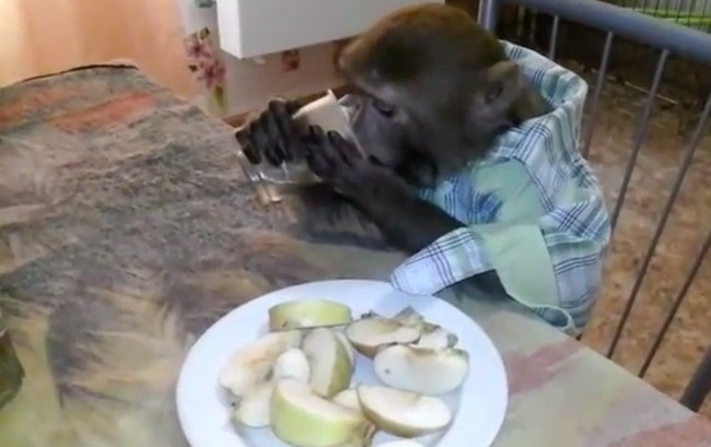 Русская обезьяна пьет водку из стакана залпом (видео-факт)