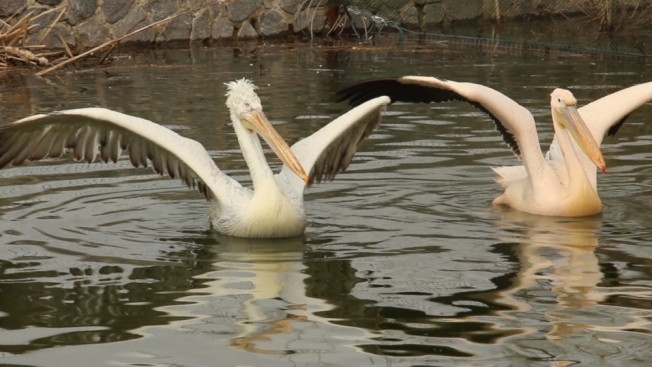 Весна в Харьковском зоопарке: пеликаны купаются, слоны загорают (фото, видео)