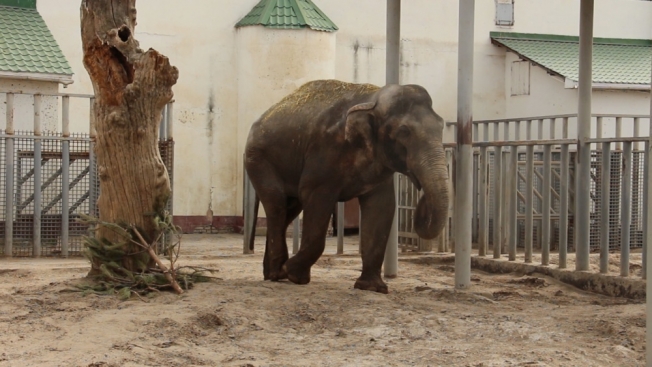 Весна в Харьковском зоопарке: пеликаны купаются, слоны загорают (фото, видео)