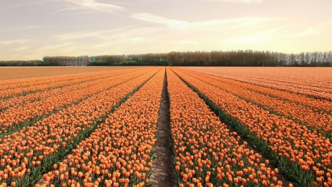 В Нидерландах зацвели поля тюльпанов - зрелище, от которого невозможно оторвать взгляд