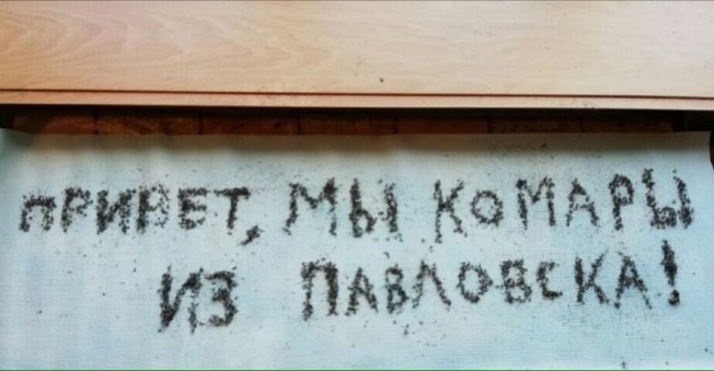 Жители Воронежской области выложили надпись из мёртвых комаров