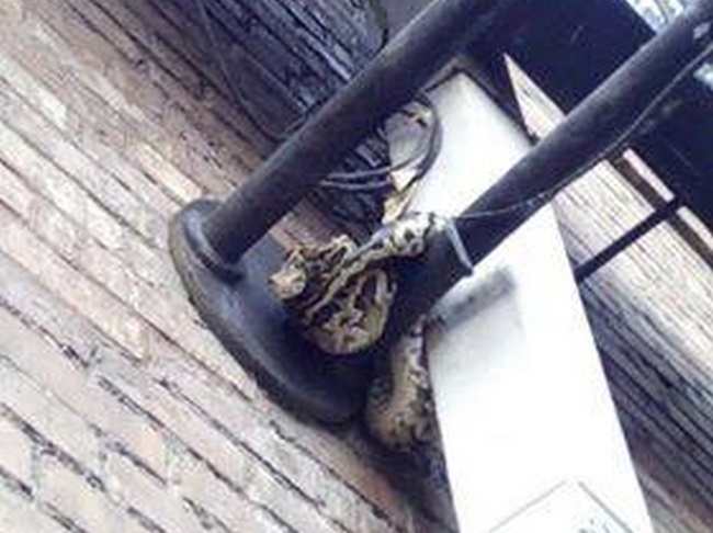 В Киеве на фонаре обнаружили двухметровую змею (фото, видео)