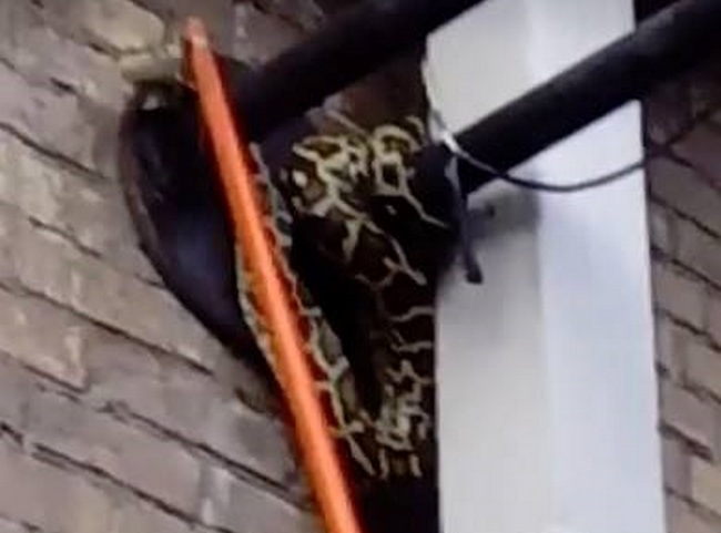В Киеве на фонаре обнаружили двухметровую змею (фото, видео)