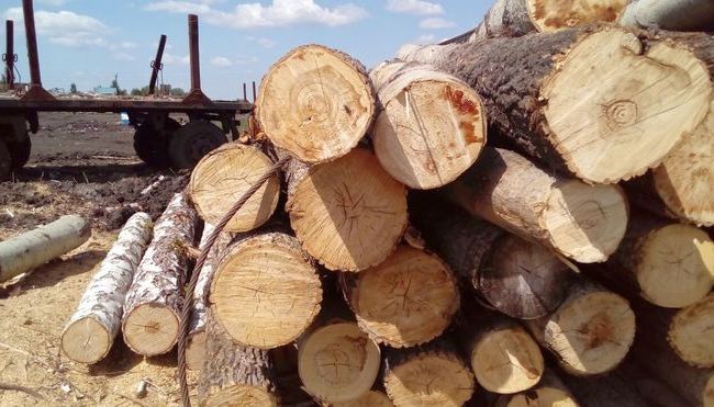 В Украине отменен мораторий на вывоз за границу леса-кругляка