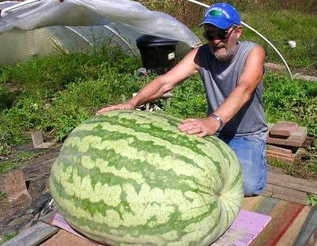В Украине вырастили арбуз весом 119 кг (фото)
