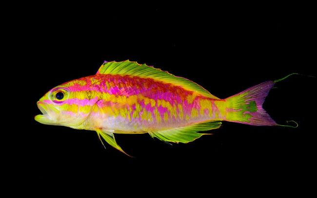 Открыт новый вид очень красивых неоновых рыб (фото)