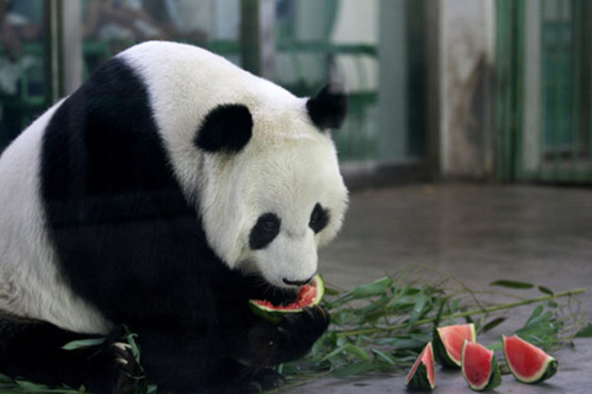 Чудеса природы: панда ест арбуз (фото, видео)