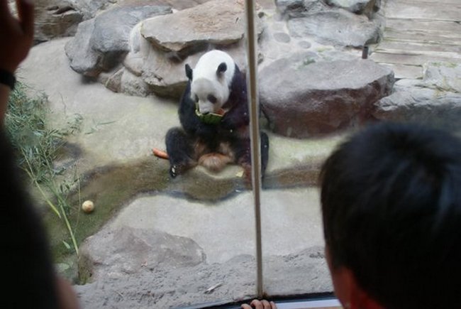 Чудеса природы: панда ест арбуз (фото, видео)