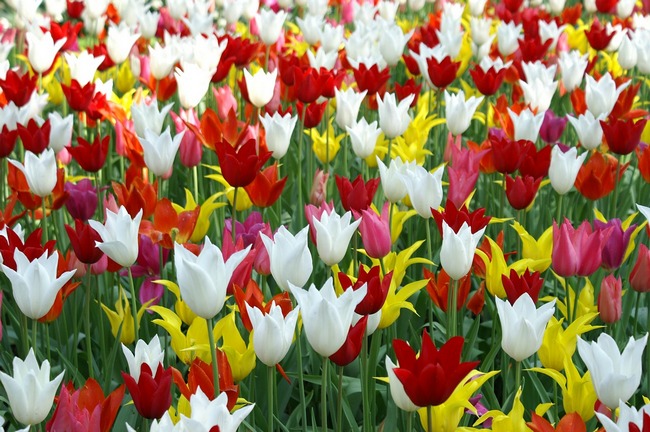  В Нидерландах зацвели миллионы тюльпанов (фото)