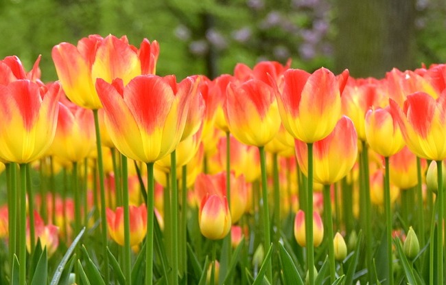 В Нидерландах зацвели миллионы тюльпанов (фото)