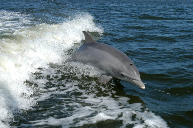 Появилось видео, как дельфин подплыл к пляжникам в Херсоне и начал их развлекать