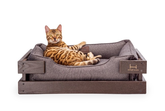 Как выбрать кроватку для кота: надежную, красивую, доступную