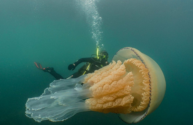 Біля берегів Англії зняли гігантську медузу