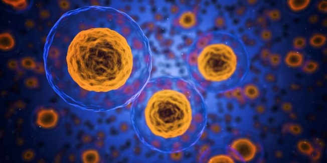 Ученые обнаружили клетки-целители в человеческом организме