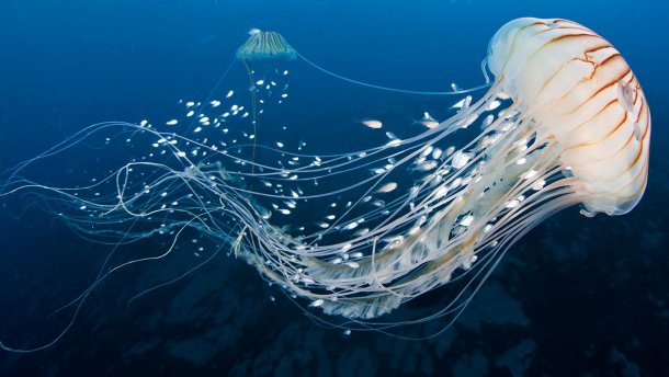 Что делать, если ужалила медуза – важные советы