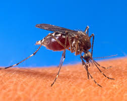 Ученые определили, по какому принципу комары выбирают себе «жертву»