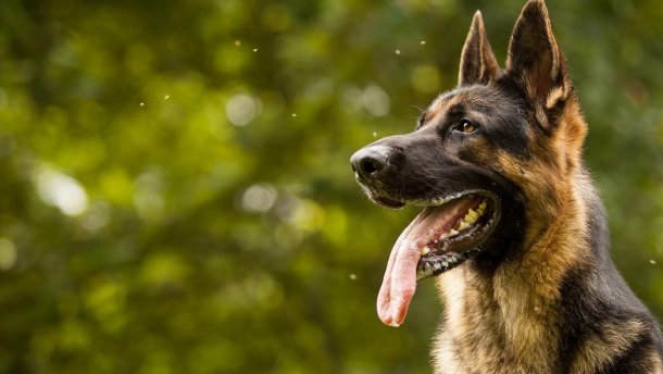 Первая помощь при укусе собаки: что делать, чтобы не заболеть бешенством