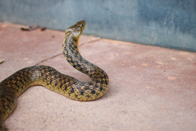 Ходили на лапах: ученые открыли невероятный факт про змей