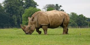 Исчез навсегда: умер последний носорог занесенный в Красную книгу