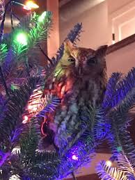 Семья в США случайно купила новогоднюю елку вместе с живущей на ней совой