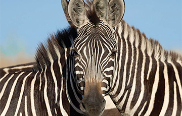Ученые почти разгадали тайну полосатости зебр