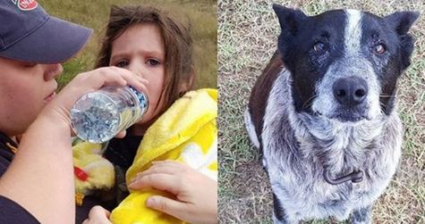 Пропавшую девочку целых 17 часов охранял старый слепой пес