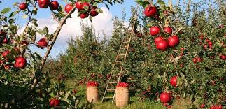 Созданы яблоки, которые можно хранить больше года