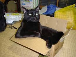 Вчені пояснили, чому коти так люблять сидіти в коробках