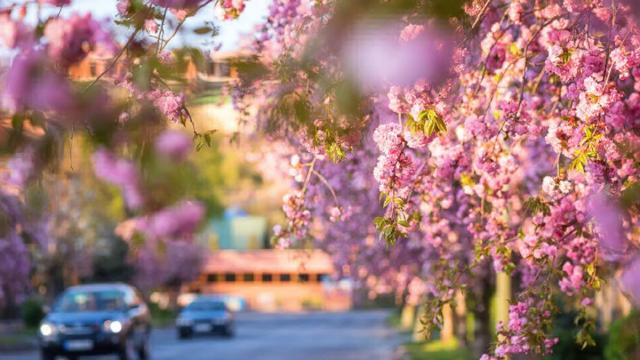 В Ужгороді зацвіли сакури: вражаючі фото з рожевого міста