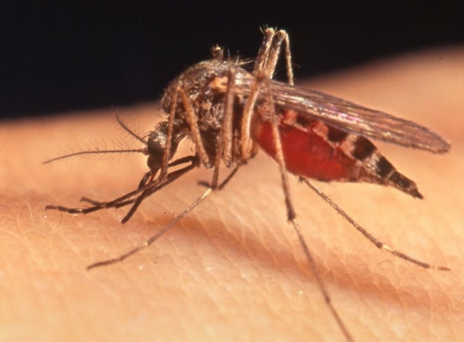 Почему одних людей комары кусают больше чем других?