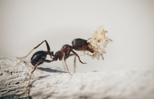 Спастись от муравьев поможет необычайно простое средство