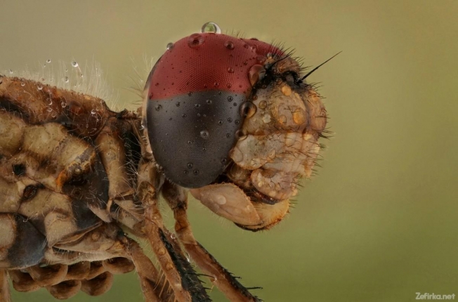 Удивительные макроснимки насекомых от Мофида Абу Шалва (ФОТО)