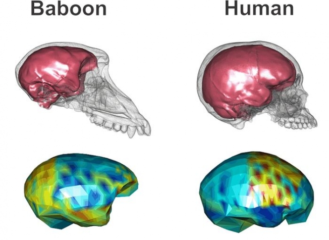 Исследование: человеческий мозг эволюционирует