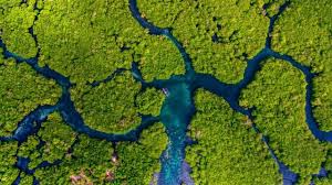 Как выглядят мангровые леса – легкие нашей планеты. Уникальное место показали на фото