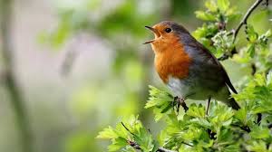 Спів птахів робить людину щасливішою — вчені
