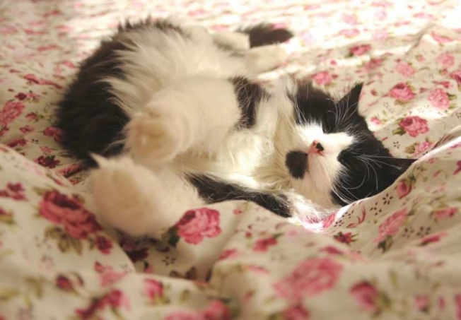 Медики не рекомендуют спать с котами в одной постели из-за опасности для здоровья