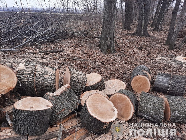 Под Харьковом черные лесорубы вырубили деревья