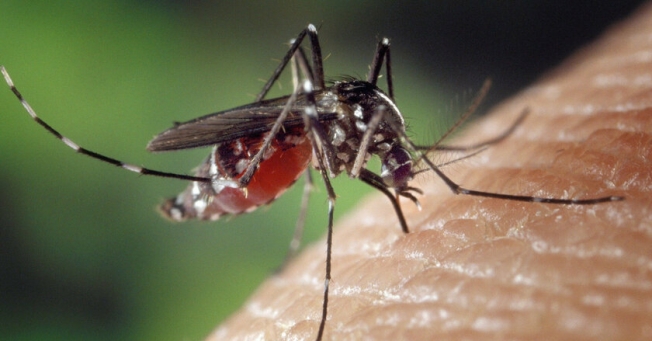 Как избавиться от комаров: проверенные лайфхаки