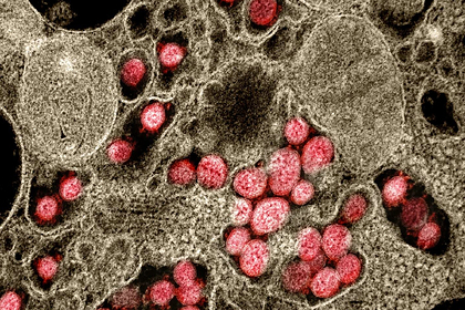 Жара оказалась бесполезной в сдерживании коронавируса — ученые