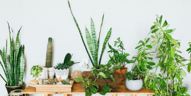 Как ухаживать за комнатными растениями и цветами 