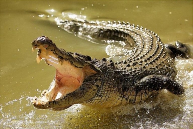 На Арабатской Стрелке обнаружили крокодила