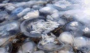 Море превратилось в студень: в Крыму продолжается нашествие медуз (Видео)