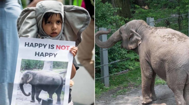 У США слониха вперше в історії подала до суду на зоопарк
