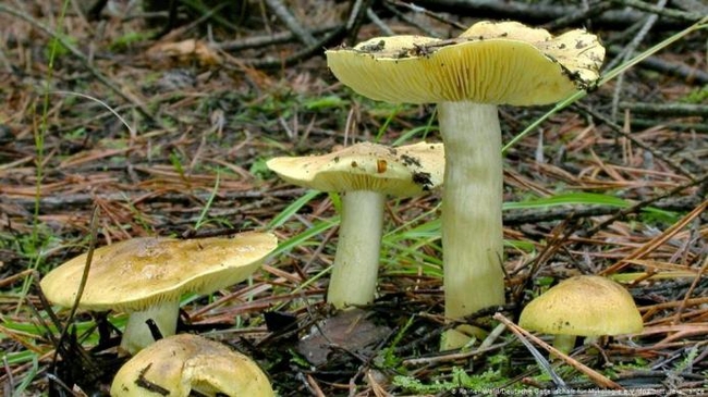 Мешканець Чугуївського району помер від отруєння грибами