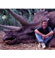 Спилберга обвинили в убийстве динозавра