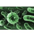 Ученые: бактерии в кишечнике манипулируют поведением человека


