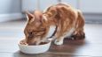 Сухой корм и контроль веса кошек